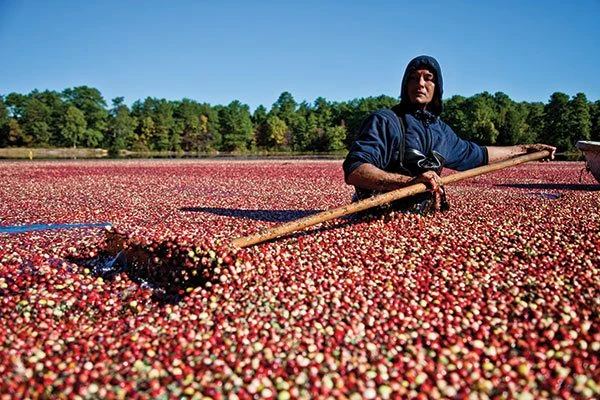 Spain Sees 30% Drop in Blueberry and Cranberry Prices, with Average of $4,776 per Ton