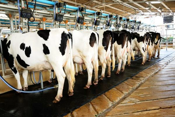Which Country Exports the Most Milking Machines in the World?