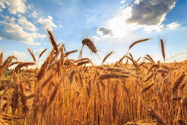 France's September 2023 Barley Exports Tumble by 4% to $168M.
