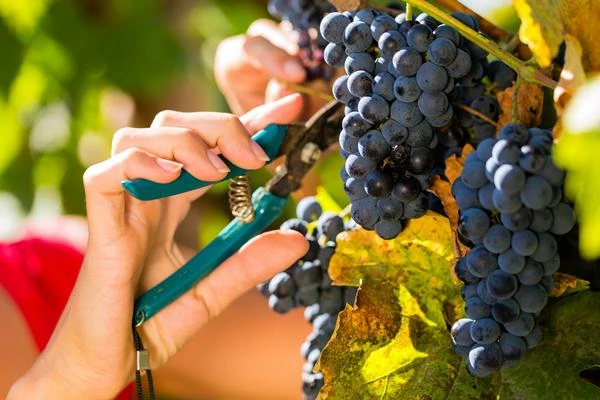 Germany Sees a Decrease in Grape Imports to $830K in October 2023