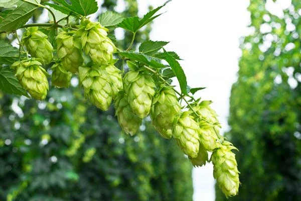 Sharp Decline in Spain's July 2023 Hop Imports, Amounting to $495K