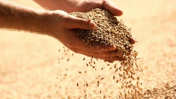 Export of Animal Feed in the Netherlands Decreases to $3 Billion in 2023