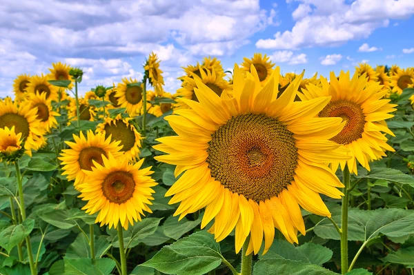 November 2023 Sees a $15M Increase in UK's Import of Oilcake Made From Sunflowers.