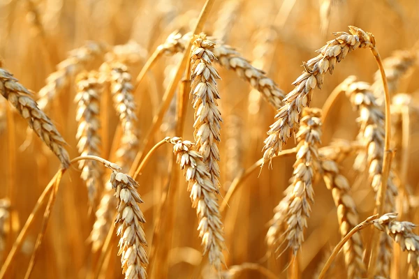 Polonya&#39;da Buğday Nişastasının Fiyatı Ton Başına 695 Dolara Düştü